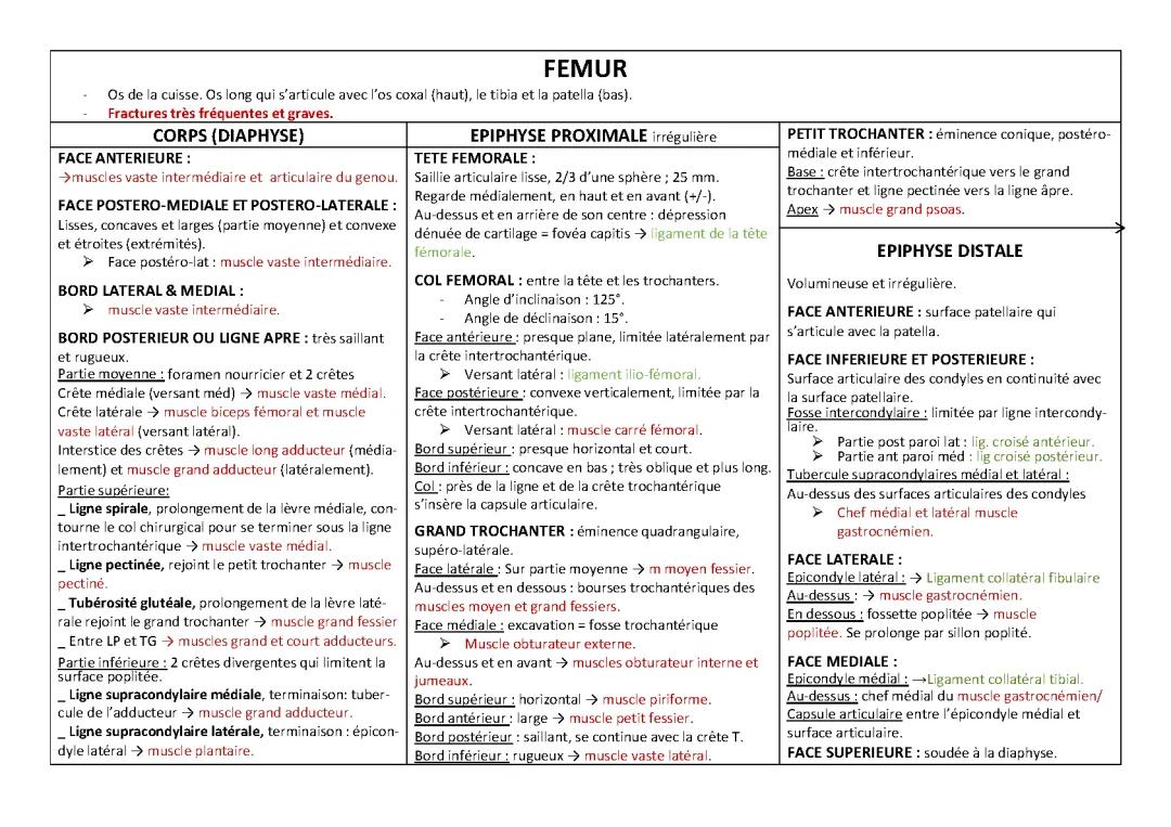 Fémur