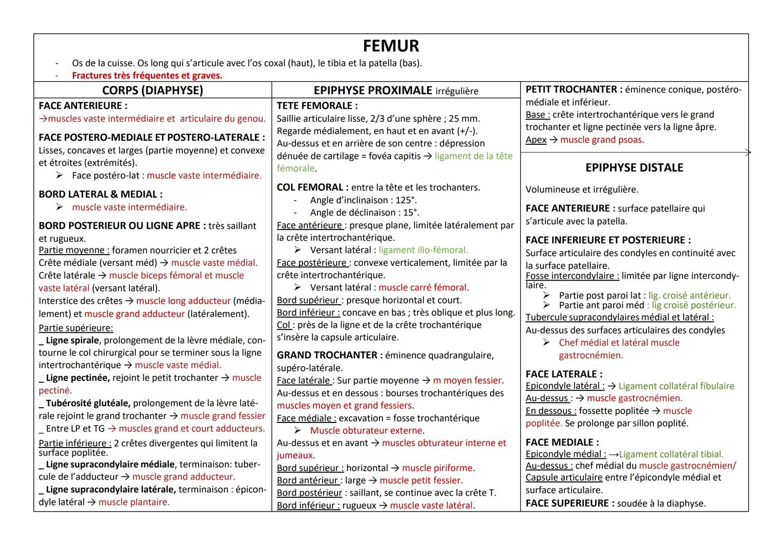 FEMUR
Os de la cuisse. Os long qui s'articule avec l'os coxal (haut), le tibia et la patella (bas).
Fractures très fréquentes et graves.
COR