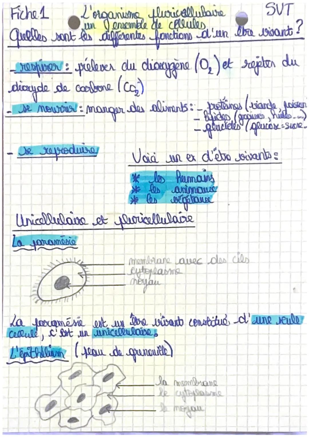 Fiche 1
L'organisme fluricellulaire
SVT
Quelles sont les différentes fonctions d'een ebre vivant ?
- respirar : prélever du dioxygène (0₂) e