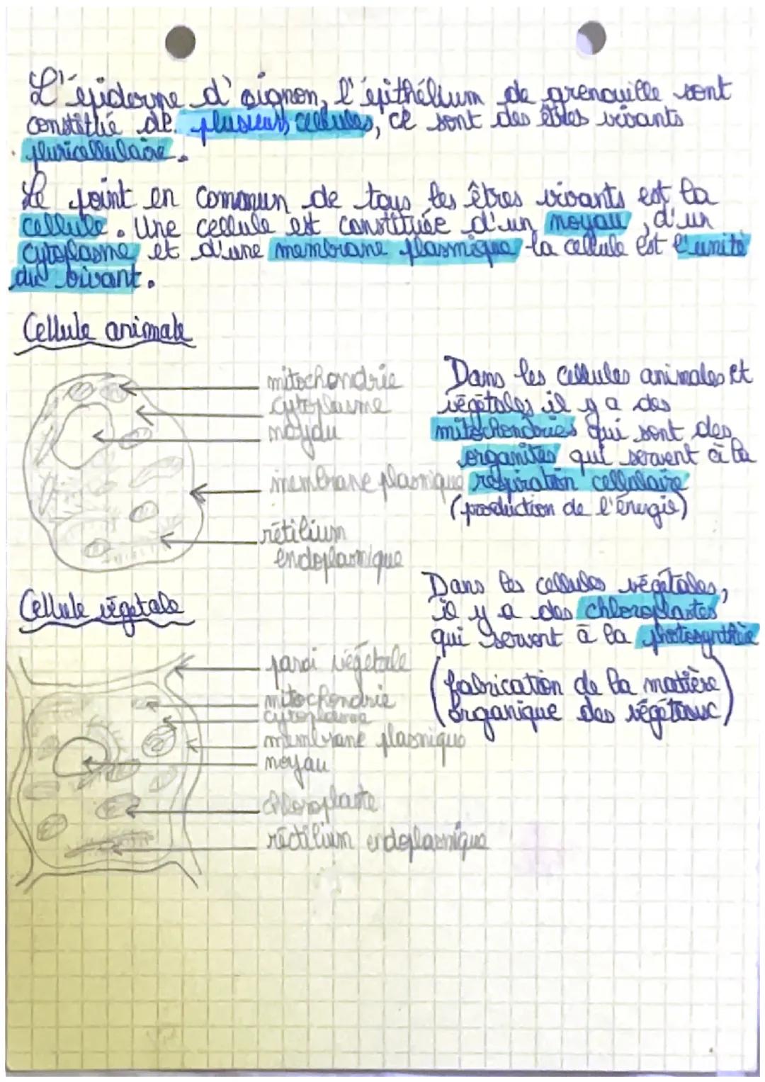Fiche 1
L'organisme fluricellulaire
SVT
Quelles sont les différentes fonctions d'een ebre vivant ?
- respirar : prélever du dioxygène (0₂) e