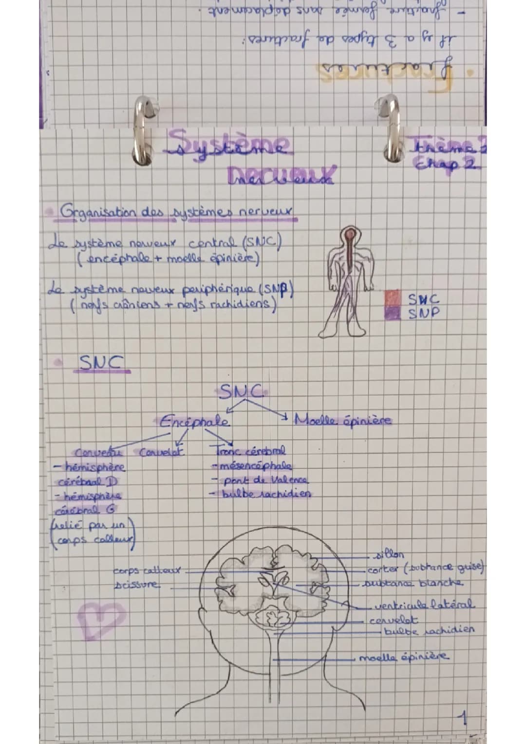 Système nerveux 
