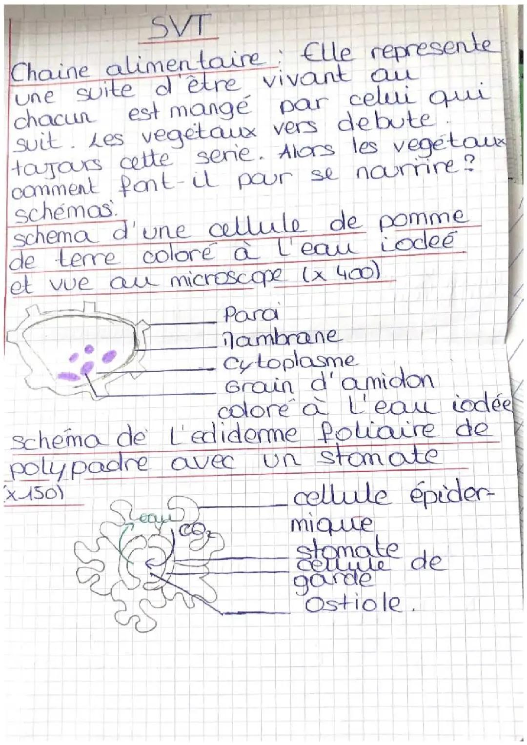 Comment se nourrissent les végétaux ? Schéma et explication simple