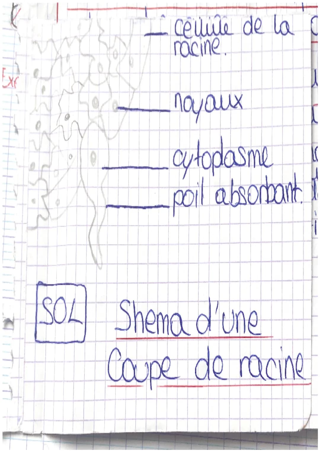 SVT
Chaine alimentaire : Elle represente
une suite d'être vivant au
chacun est mangé
par celui qui
suit. Les vegetaux vers debute
toujours c