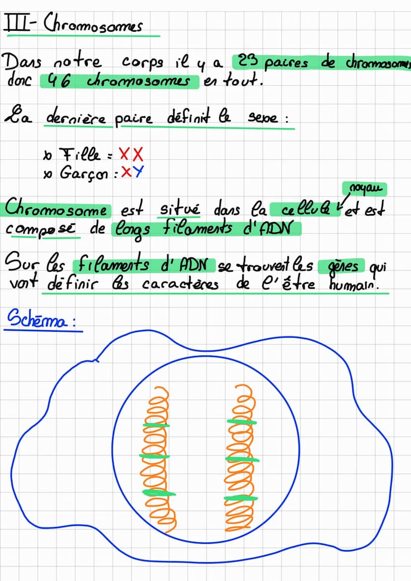 SVT
La génétique
I-es variations et l'hérédité
Nov 3e
Chaque être humain à les mêmes caractères,
bouche, mains, 4 membres...), mais il en ex