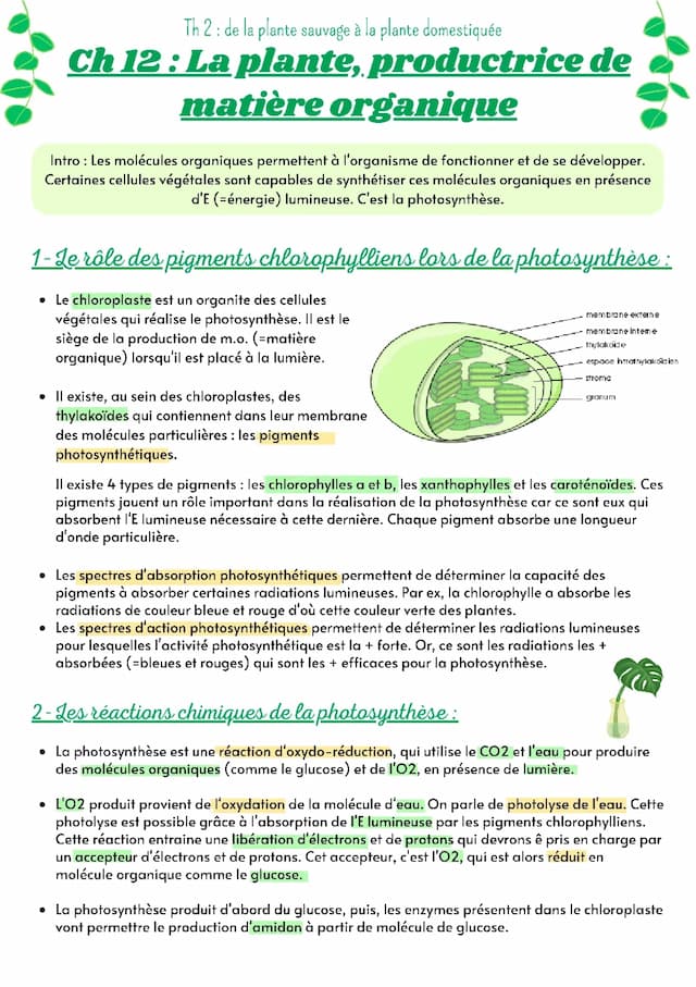 Know La plante, productrice de matière organique  thumbnail