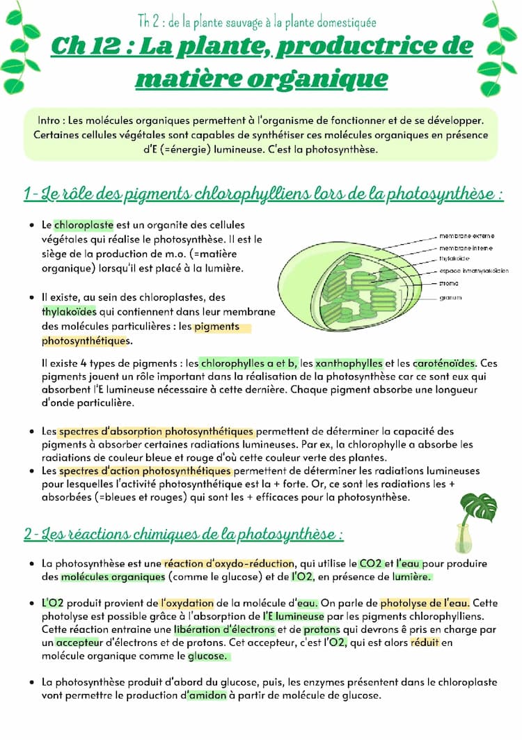 Know La plante, productrice de matière organique  thumbnail