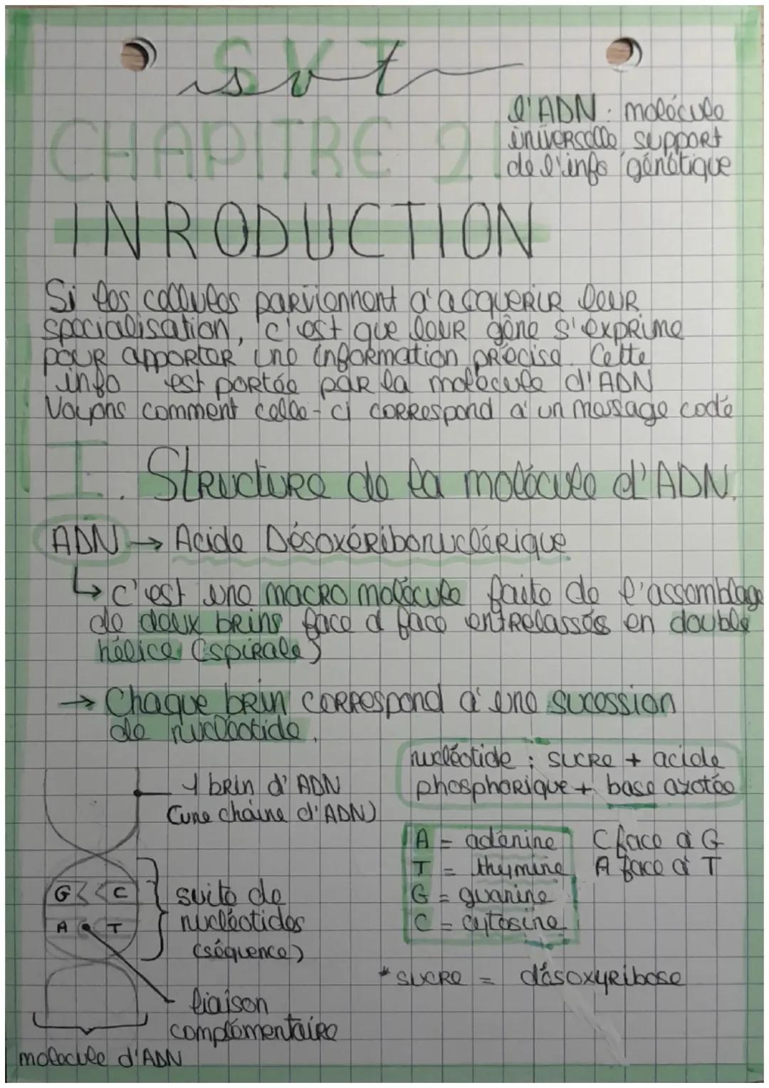 L'ADN, molécule universelle, support de l'information génétique 