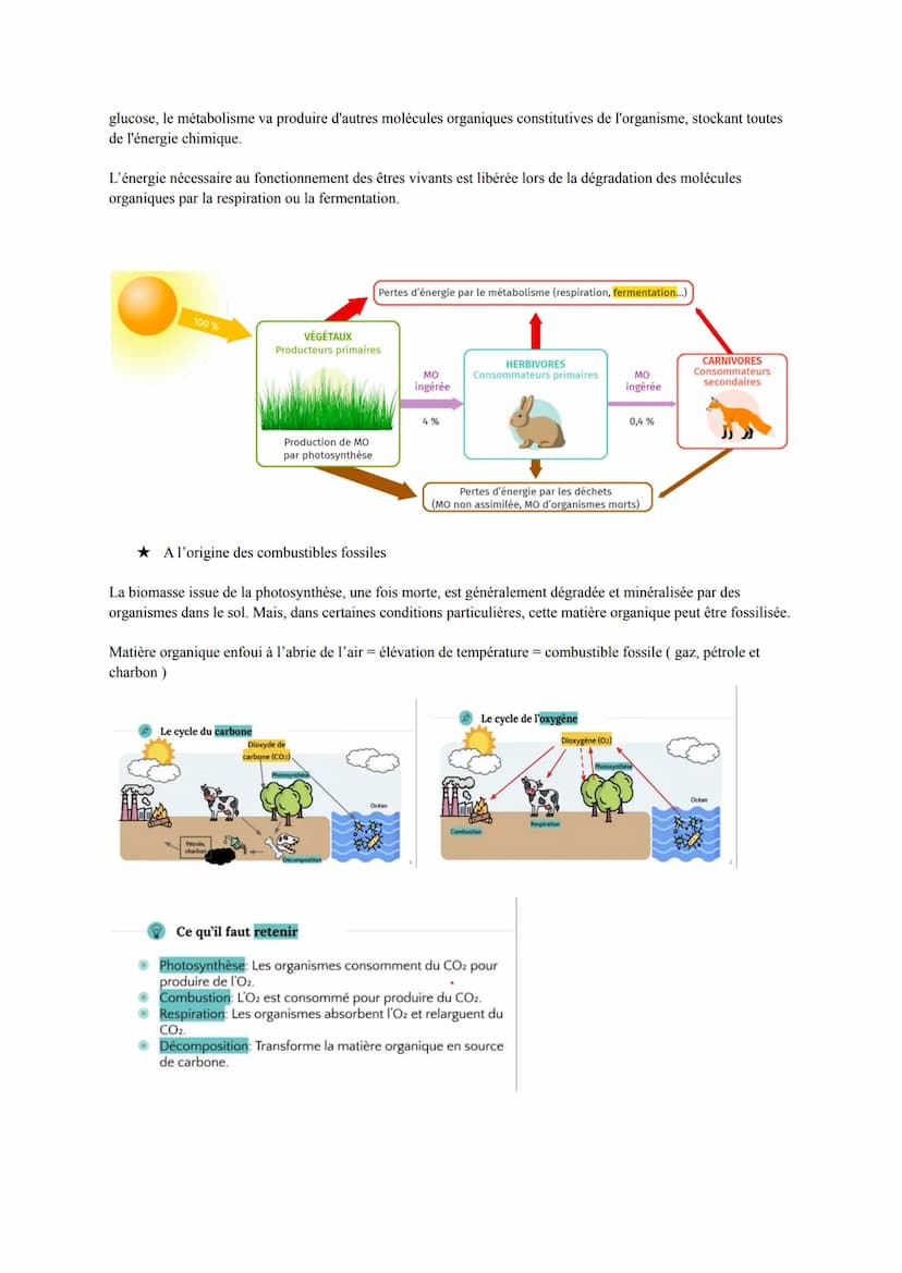 THÈME 2 : LE SOLEIL, NOTRE SOURCE D'ÉNERGIE
AXE 3 : UNE CONVERSION BIOLOGIQUE DE L'ÉNERGIE SOLAIRE - LA PHOTOSYNTHÈSE
Conversion de l'énergi