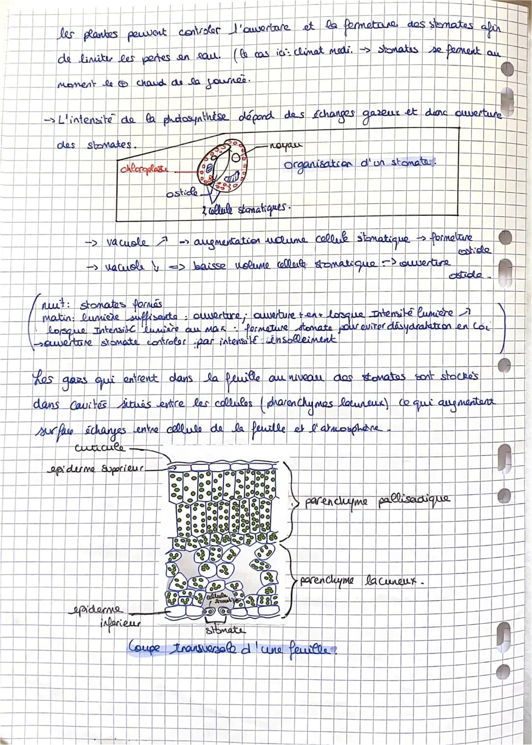 SVT: Fiche 11: La plante.
-> Comment elle s'approvisime (la plante).
Comment elle produit sa propre M.O.: la photosynthèse
Comment sent util