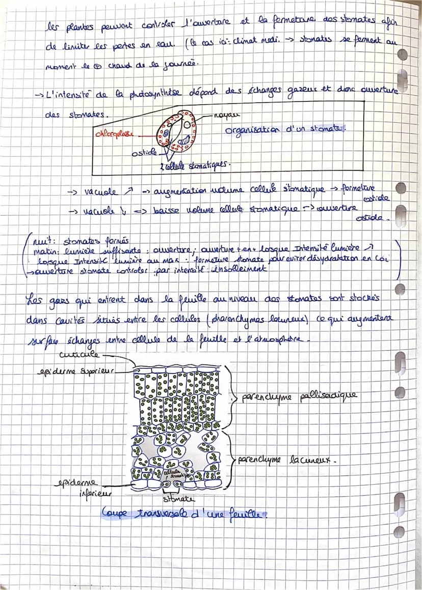 SVT: Fiche 11: La plante.
-> Comment elle s'approvisime (la plante).
Comment elle produit sa propre M.O.: la photosynthèse
Comment sent util
