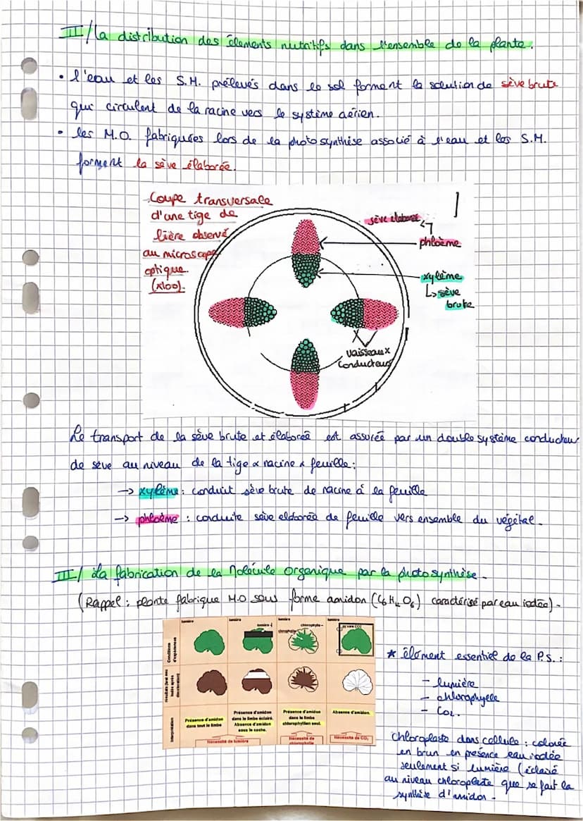 SVT: Fiche 11: La plante.
-> Comment elle s'approvisime (la plante).
Comment elle produit sa propre M.O.: la photosynthèse
Comment sent util