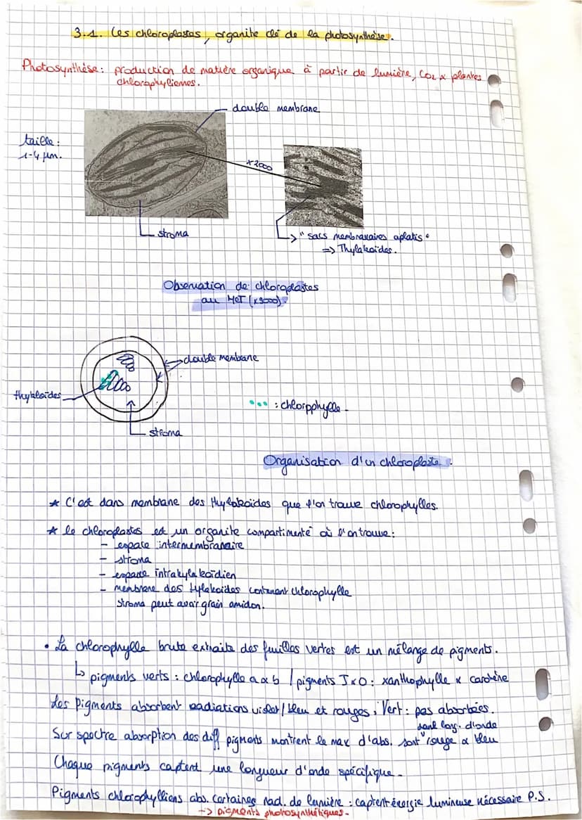 SVT: Fiche 11: La plante.
-> Comment elle s'approvisime (la plante).
Comment elle produit sa propre M.O.: la photosynthèse
Comment sent util