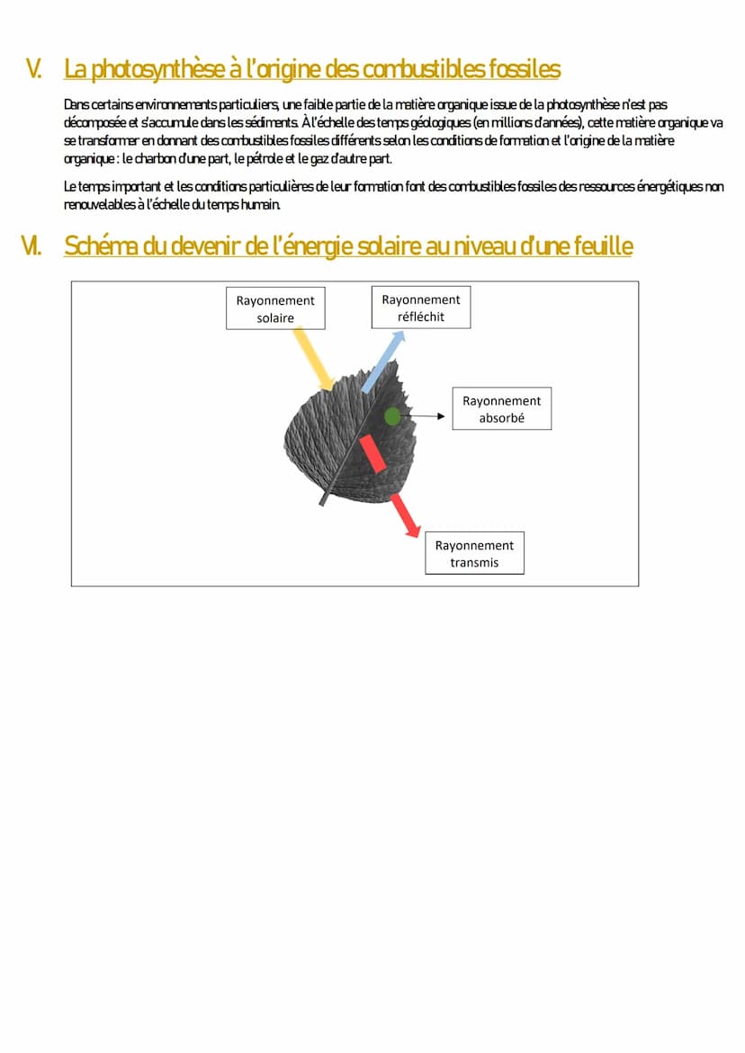 ENSEIGNEMENT SCIENTIFIQUE
Uhe conversion biologique de l'énergie solaire:
la photosynthèse
I. Introduction
Uhe infime partie de l'énergie so