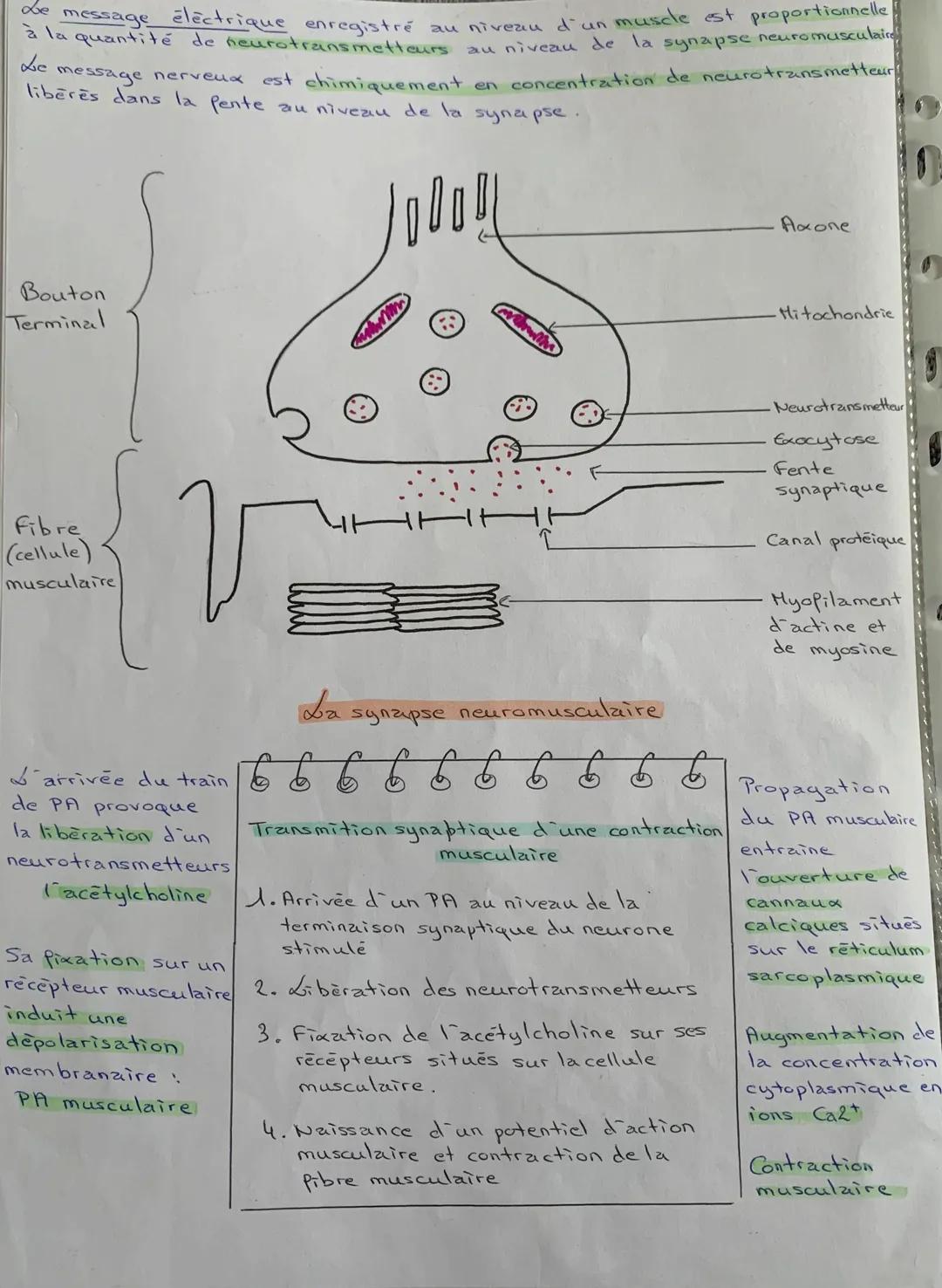 Le
message
électrique enregistré au niveau d'un muscle est proportionnelle
à la quantité de neurotransmetteurs neveau de la synapse neuromus