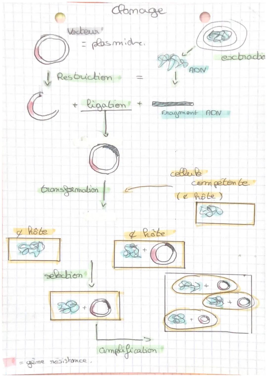 damage

Vecteur
= plasmiche.

Restriction
=
+ ligation
+
transformation
V
I hôte
selection
+
& hote
+
amplification
=
gème resistance,

exxx