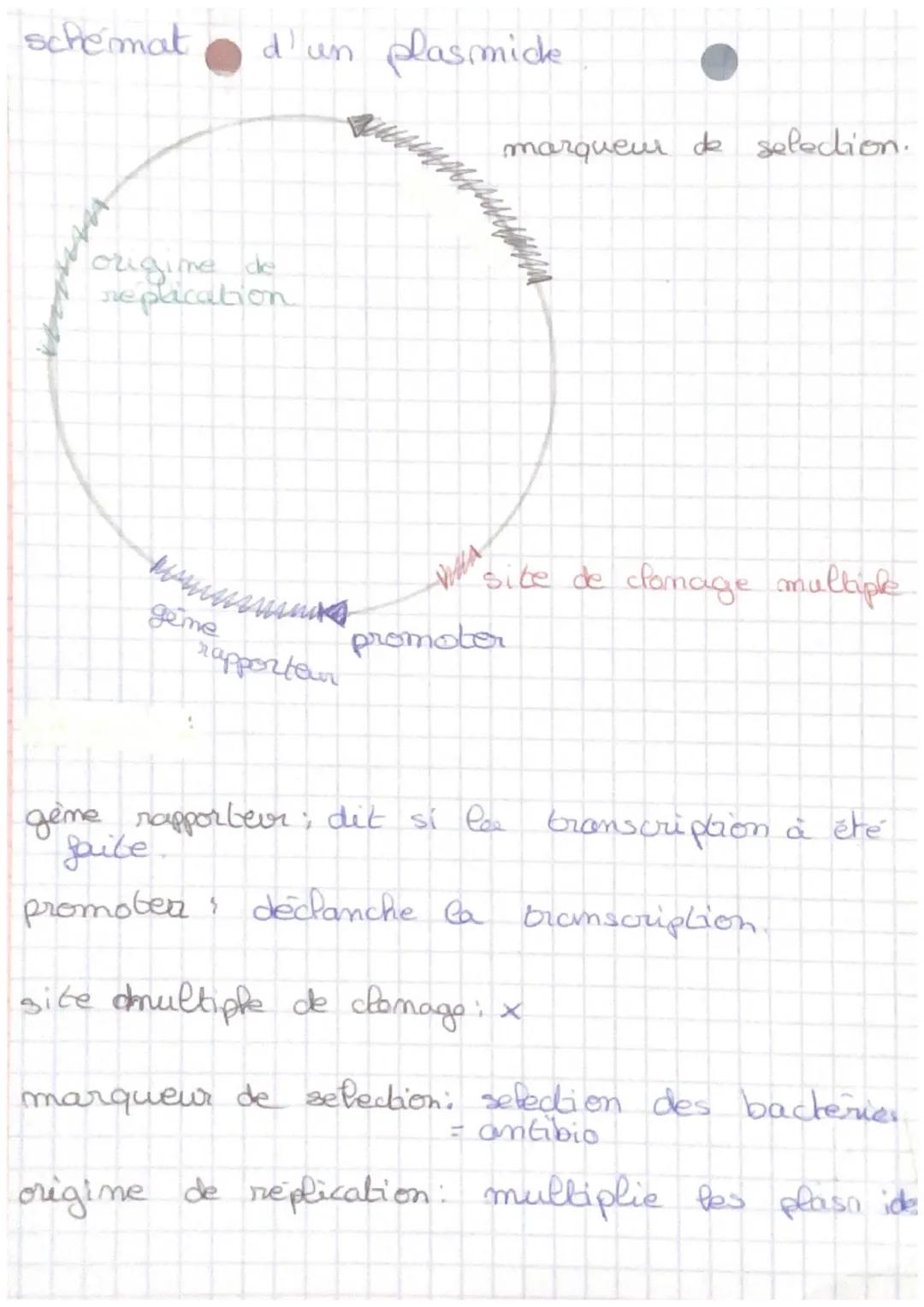 damage

Vecteur
= plasmiche.

Restriction
=
+ ligation
+
transformation
V
I hôte
selection
+
& hote
+
amplification
=
gème resistance,

exxx