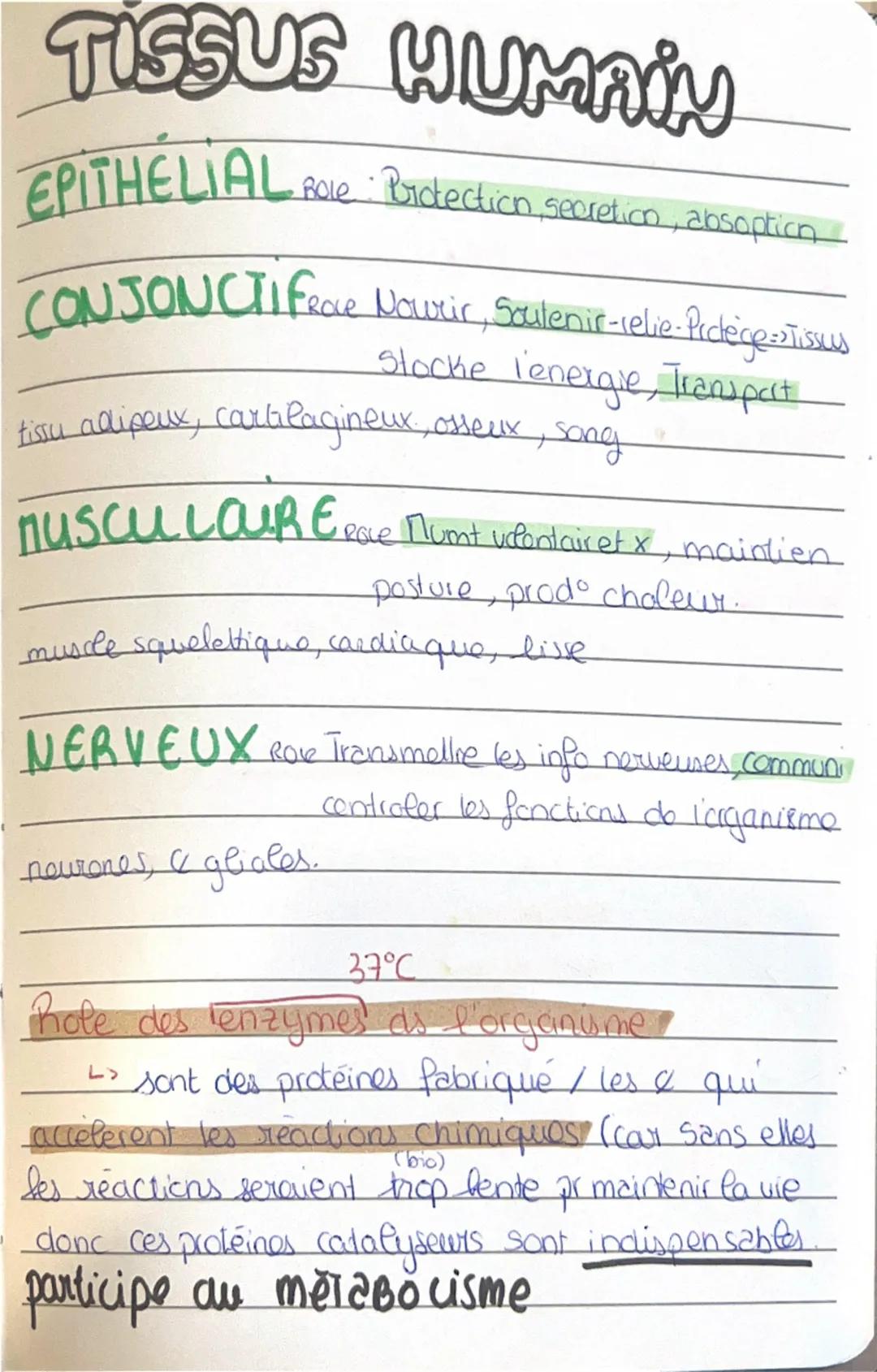 # TISSUS HUMAIN

EPITHELIAL
*   Role: Protection, secretion, absoption

CONJONCTIfeve Nourir, Saulenir-relie-Picdigestious

Stocke l'energie