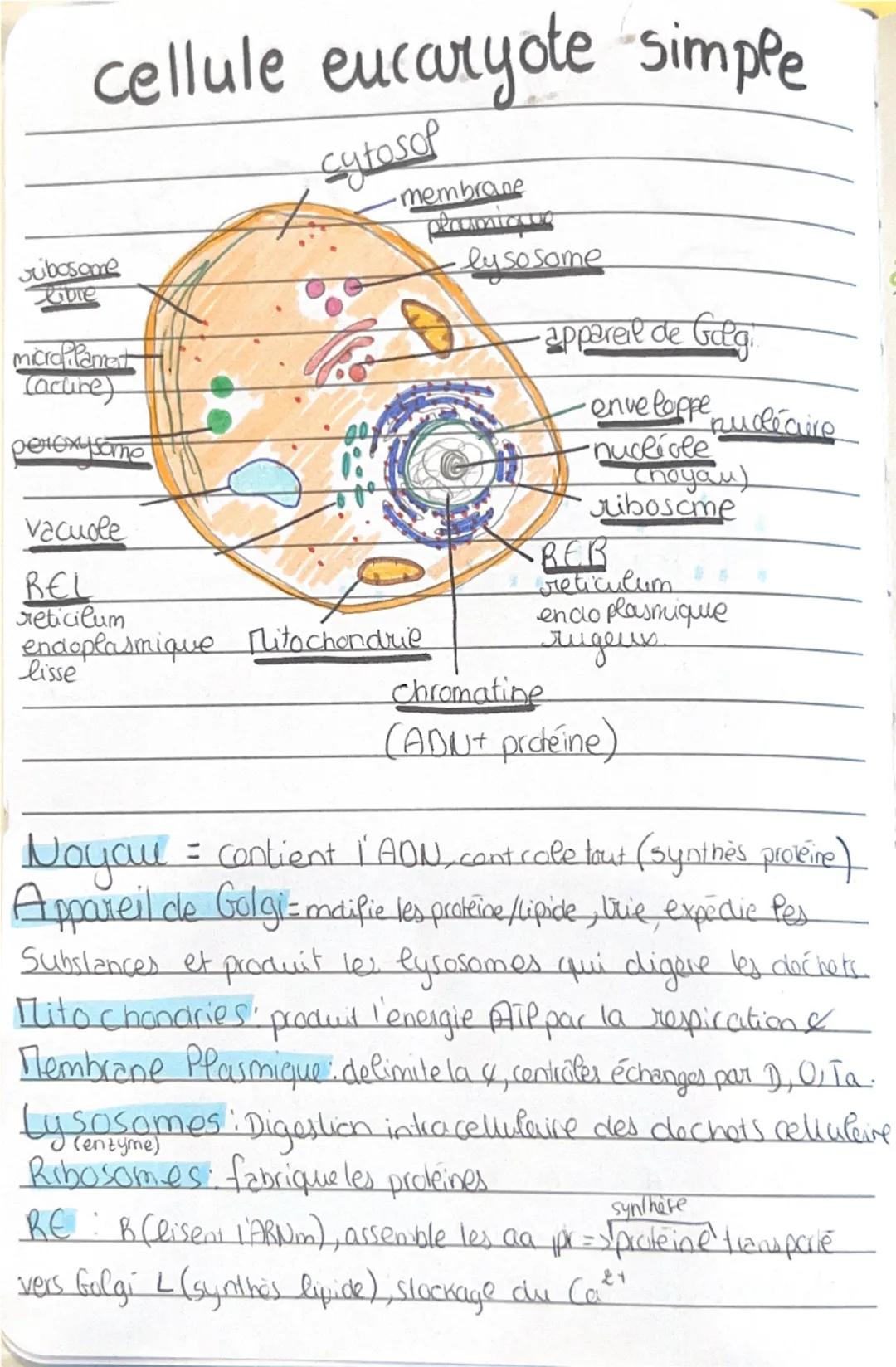 # TISSUS HUMAIN

EPITHELIAL
*   Role: Protection, secretion, absoption

CONJONCTIfeve Nourir, Saulenir-relie-Picdigestious

Stocke l'energie