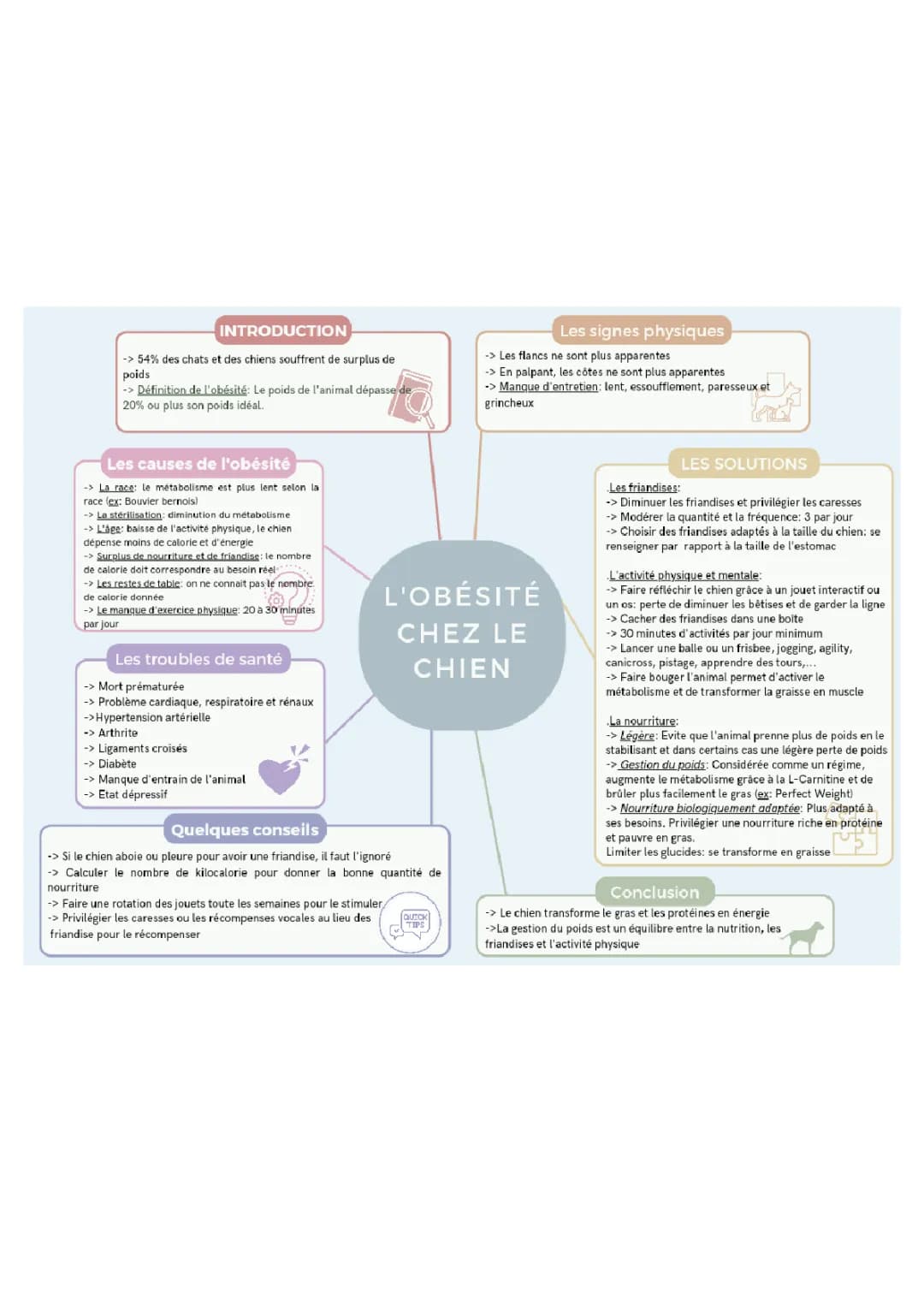 L'obésité chez le chien