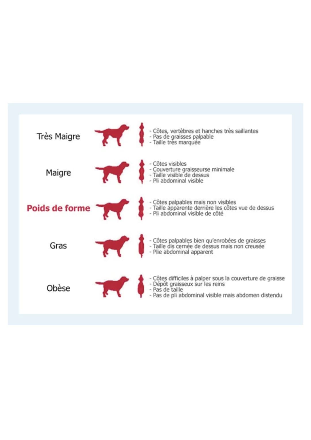 INTRODUCTION
-> 54% des chats et des chiens souffrent de surplus de
poids
-> Définition de l'obésité: Le poids de l'animal dépasse de
20% ou