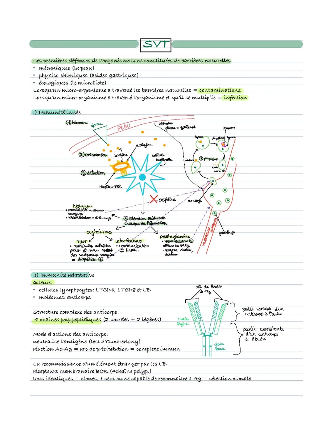L’immunité inée et adaptative 