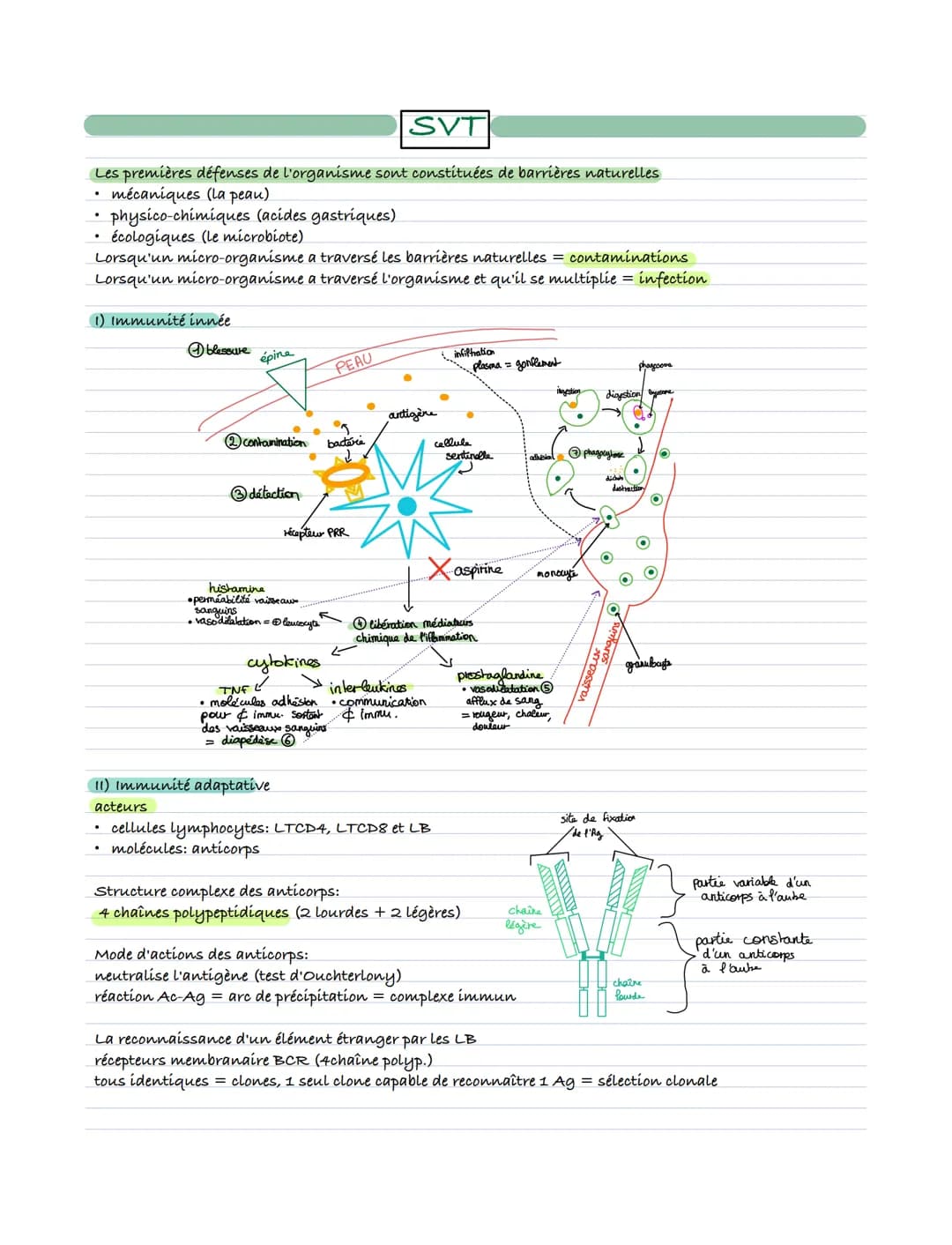 SVT
Les premières défenses de l'organisme sont constituées de barrières naturelles
mécaniques (la peau)
.
physico-chimiques (acides gastriqu