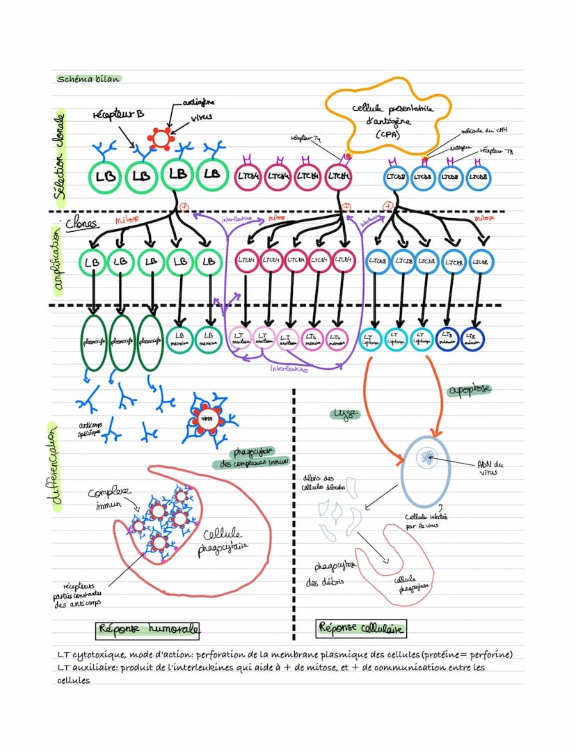 SVT
Les premières défenses de l'organisme sont constituées de barrières naturelles
mécaniques (la peau)
.
physico-chimiques (acides gastriqu