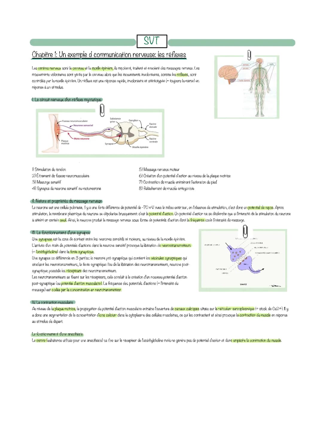 Les Réflexes et Synapses en SVT Terminale - Fiches et Schémas PDF