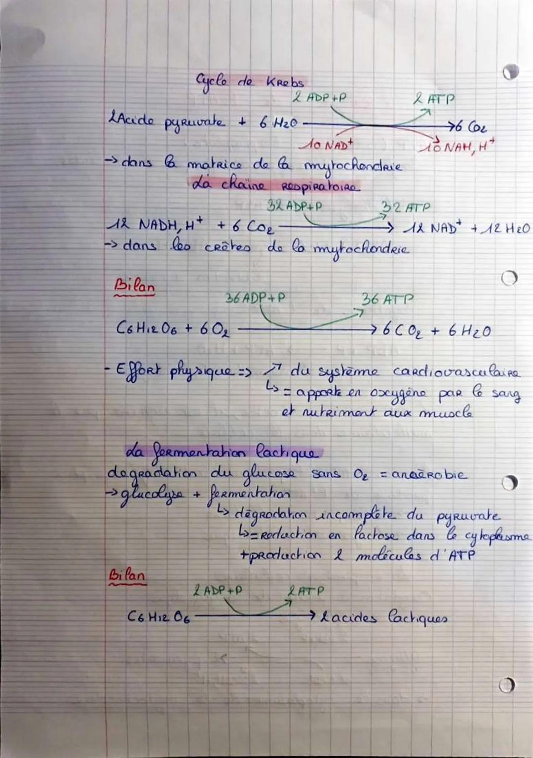 # L'origine
de P'ATP

ATP (adenosine triphosphate)
1> forme d'énergie utilisé par les collules

d'hydrolyse de P'ATP

ATP + H2O → ADP+P
libé