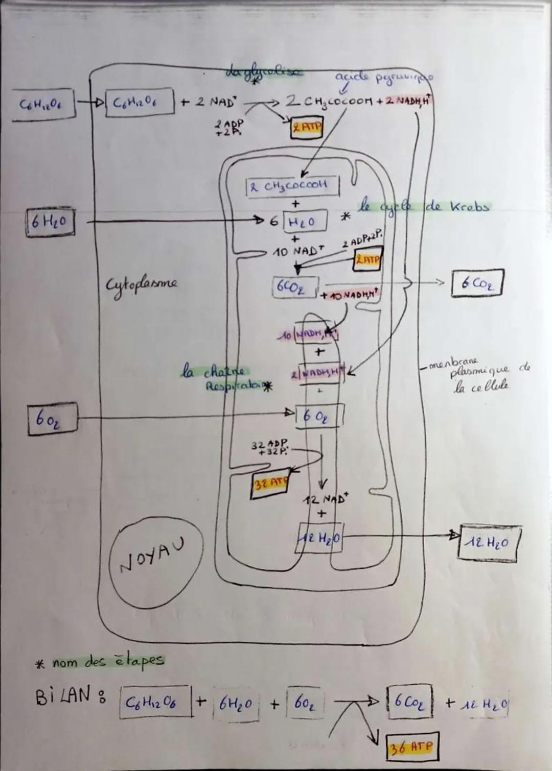 # L'origine
de P'ATP

ATP (adenosine triphosphate)
1> forme d'énergie utilisé par les collules

d'hydrolyse de P'ATP

ATP + H2O → ADP+P
libé