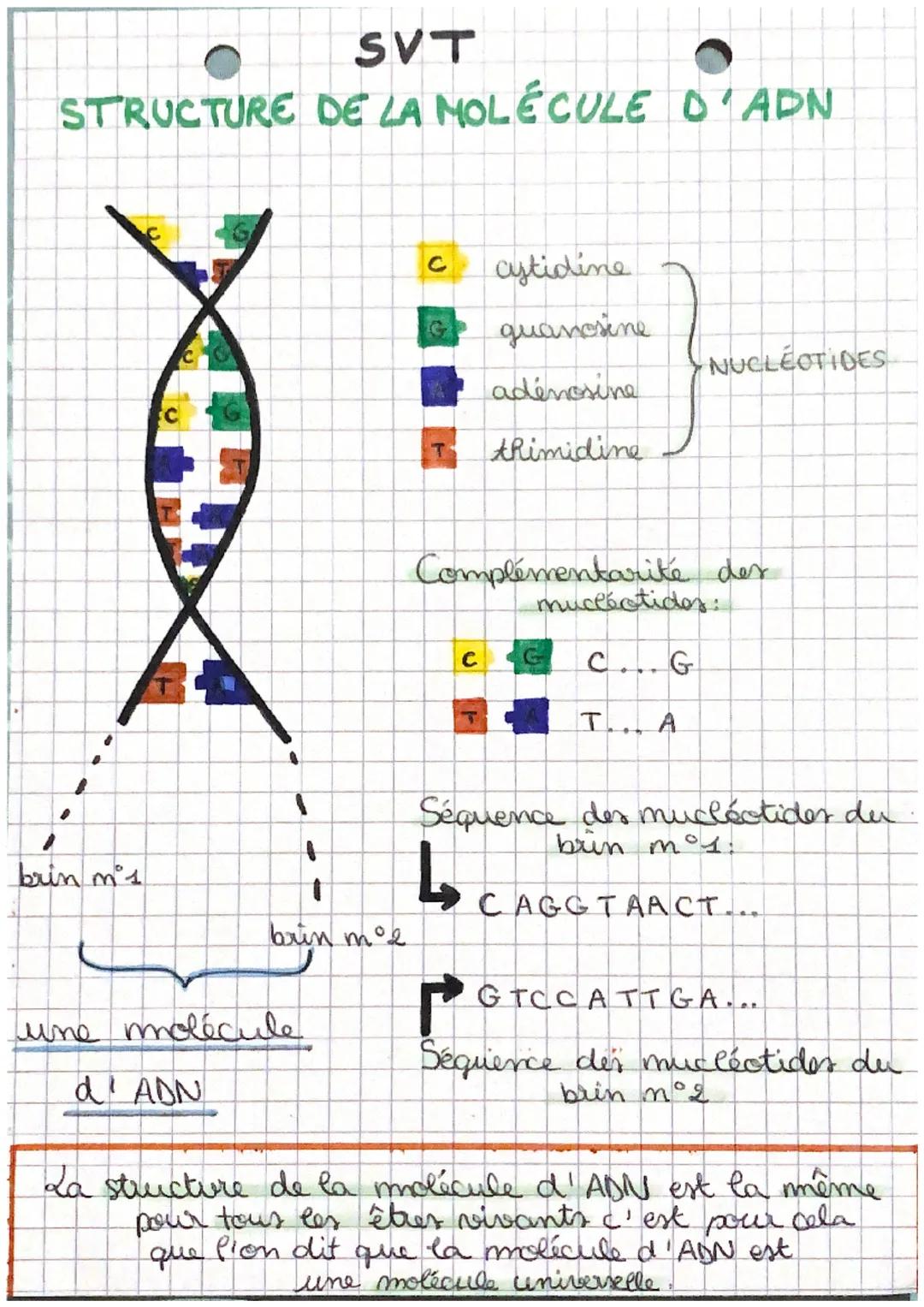 SVT
STRUCTURE DE LA MOLECULE D'ADN
C
cytidine
G
guanosine
NUCLEOTIDES
adenosine
T
thimidine

Complémentarité des
mucleotides:
c
GC...G
T... 