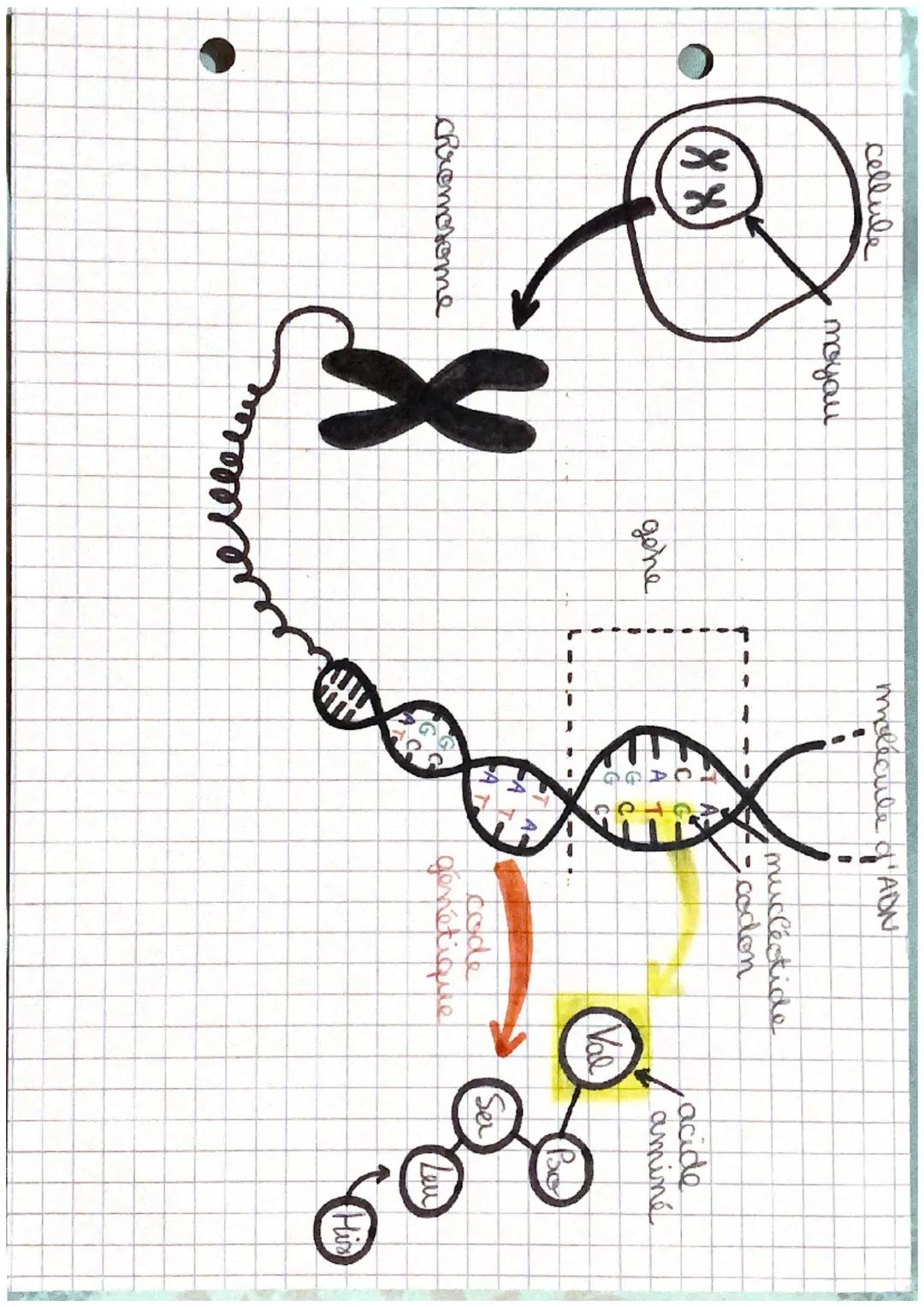 SVT
STRUCTURE DE LA MOLECULE D'ADN
C
cytidine
G
guanosine
NUCLEOTIDES
adenosine
T
thimidine

Complémentarité des
mucleotides:
c
GC...G
T... 