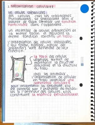 Know La spécialisation cellulaire thumbnail