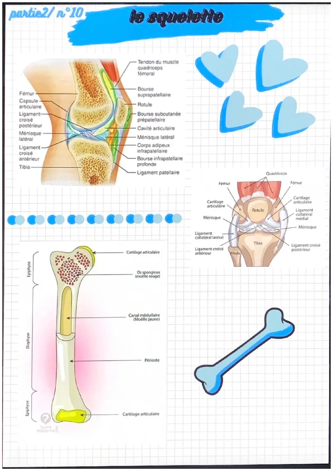 partiel/nᵒ1
notions de base de
l'anatomie
position anatomique:
position de reference, universelle et
permet d'écrire avec précision une
part