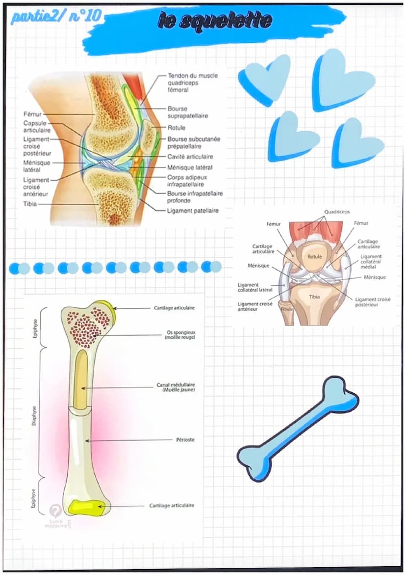 partiel/nᵒ1
notions de base de
l'anatomie
position anatomique:
position de reference, universelle et
permet d'écrire avec précision une
part