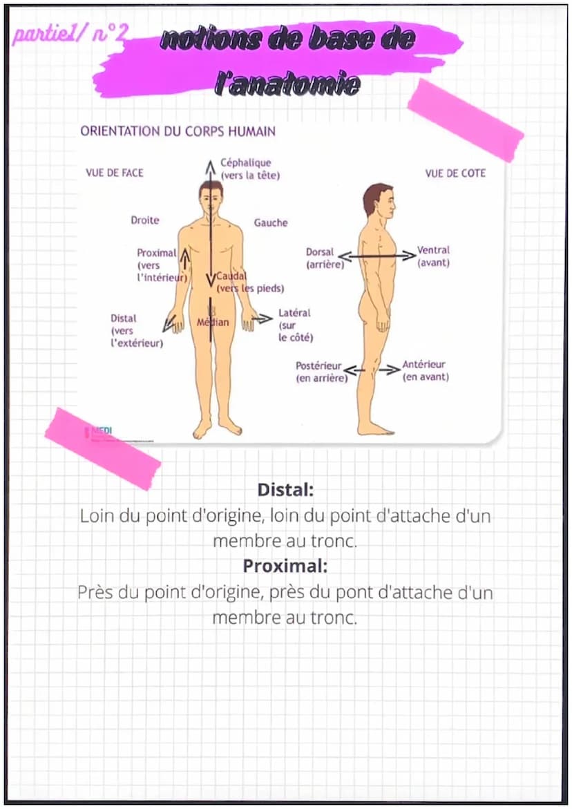 partiel/nᵒ1
notions de base de
l'anatomie
position anatomique:
position de reference, universelle et
permet d'écrire avec précision une
part