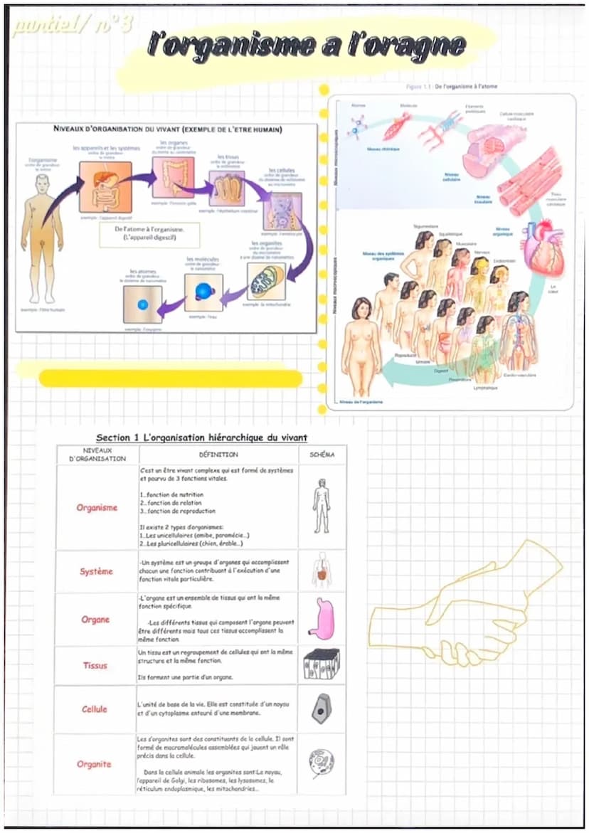 partiel/nᵒ1
notions de base de
l'anatomie
position anatomique:
position de reference, universelle et
permet d'écrire avec précision une
part
