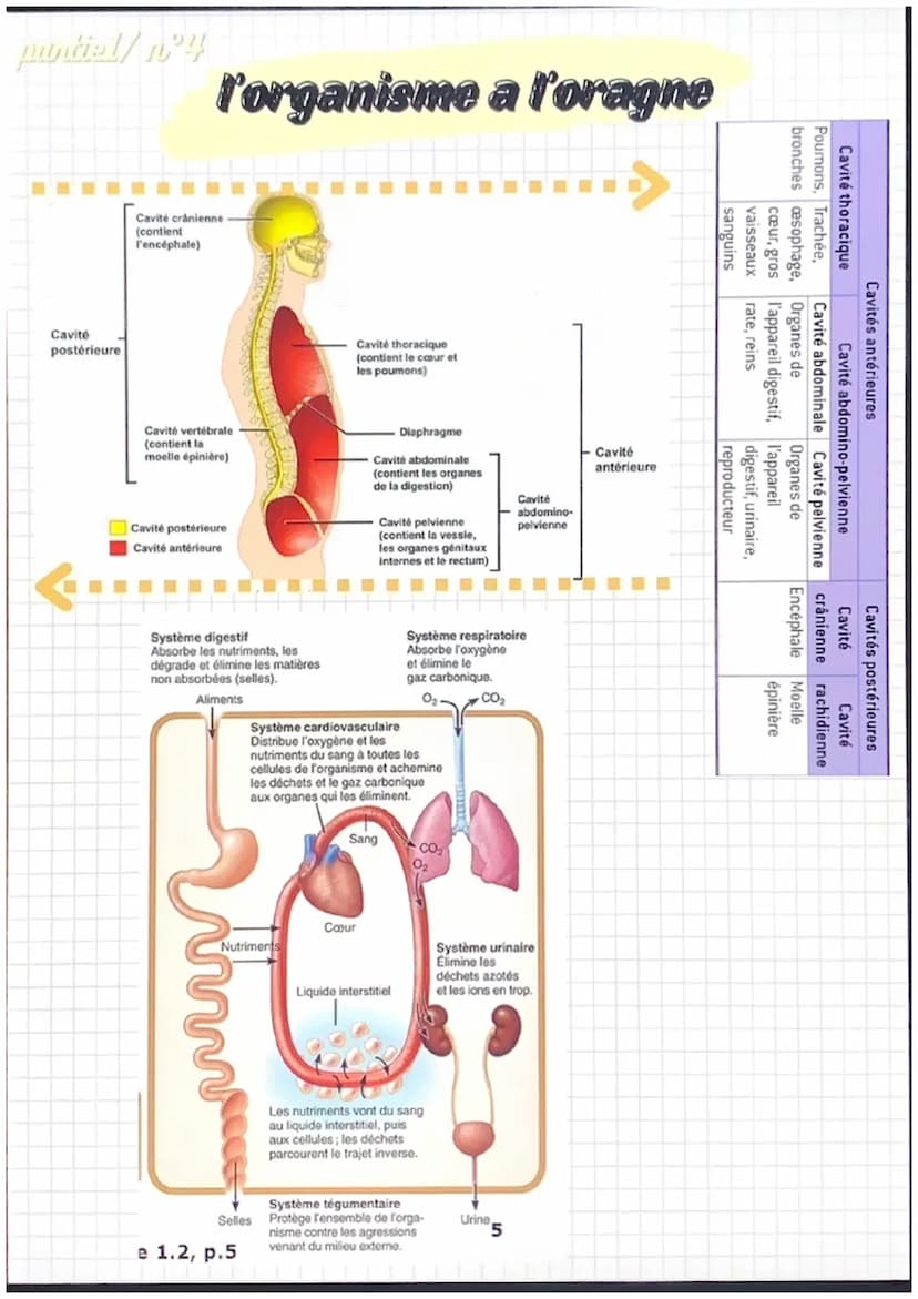 partiel/nᵒ1
notions de base de
l'anatomie
position anatomique:
position de reference, universelle et
permet d'écrire avec précision une
part