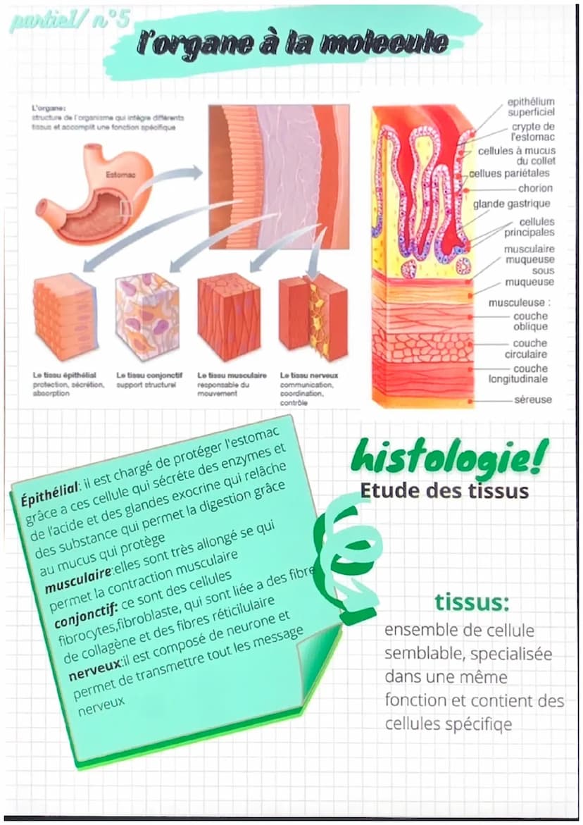 partiel/nᵒ1
notions de base de
l'anatomie
position anatomique:
position de reference, universelle et
permet d'écrire avec précision une
part