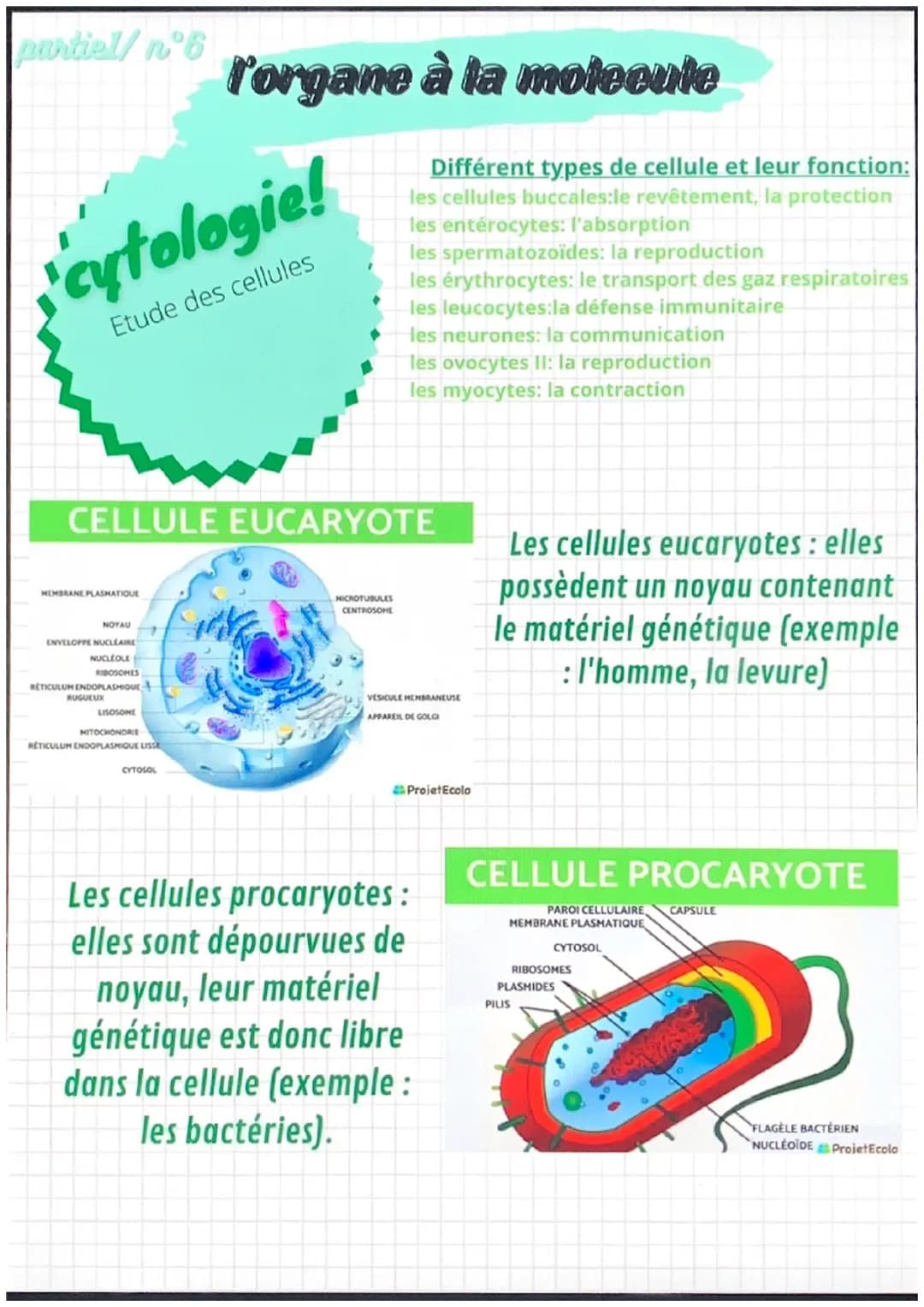 partiel/nᵒ1
notions de base de
l'anatomie
position anatomique:
position de reference, universelle et
permet d'écrire avec précision une
part
