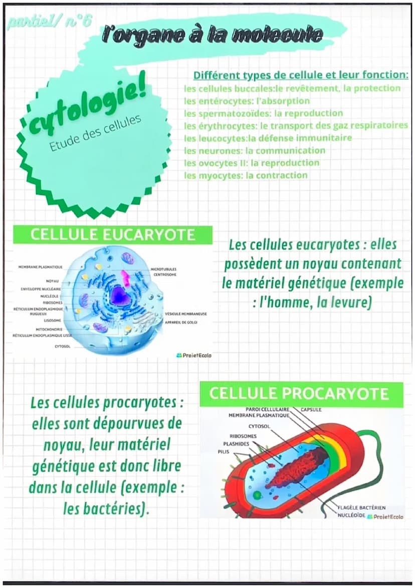 partiel/nᵒ1
notions de base de
l'anatomie
position anatomique:
position de reference, universelle et
permet d'écrire avec précision une
part