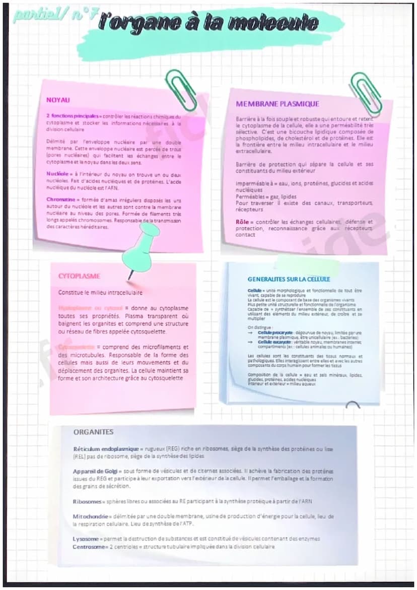 partiel/nᵒ1
notions de base de
l'anatomie
position anatomique:
position de reference, universelle et
permet d'écrire avec précision une
part