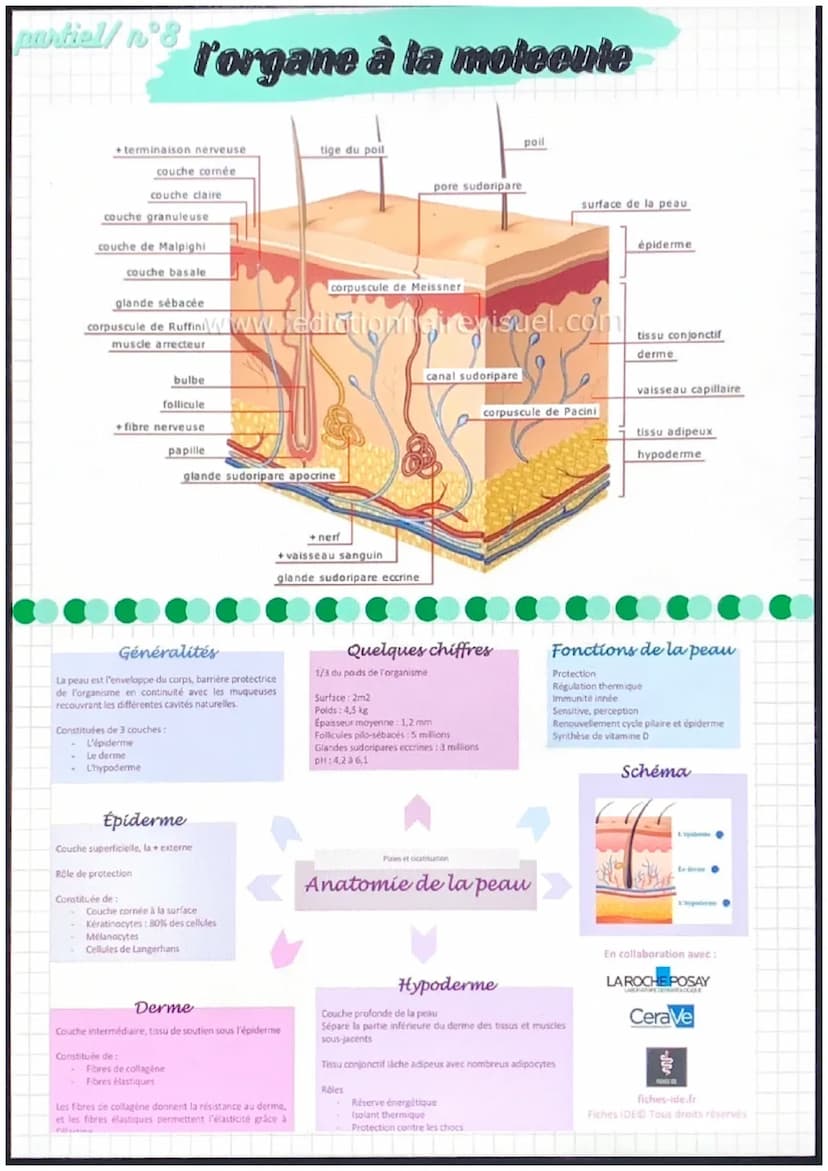 partiel/nᵒ1
notions de base de
l'anatomie
position anatomique:
position de reference, universelle et
permet d'écrire avec précision une
part