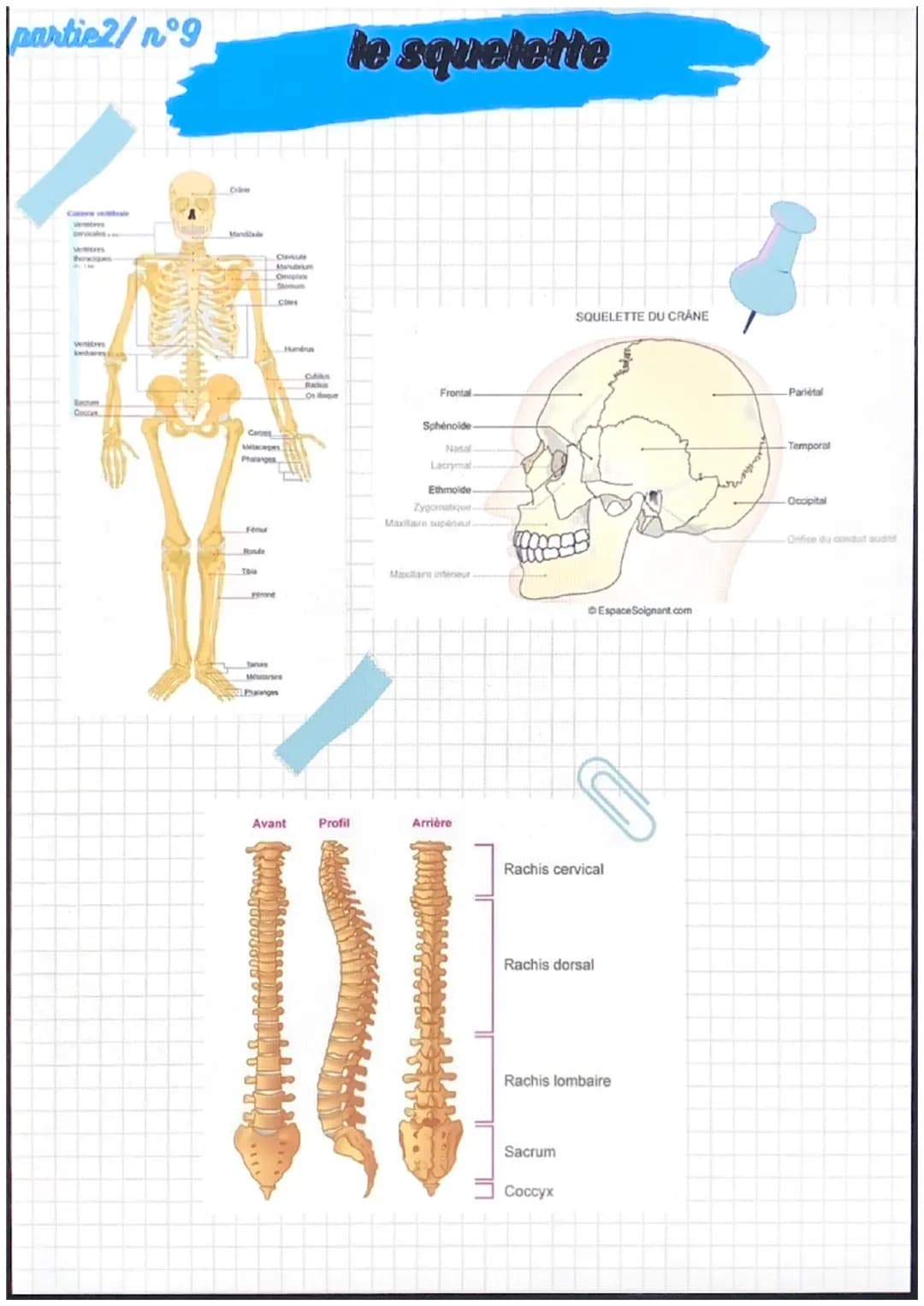 partiel/nᵒ1
notions de base de
l'anatomie
position anatomique:
position de reference, universelle et
permet d'écrire avec précision une
part