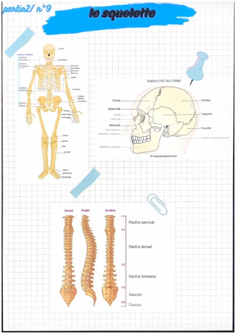 partiel/nᵒ1
notions de base de
l'anatomie
position anatomique:
position de reference, universelle et
permet d'écrire avec précision une
part