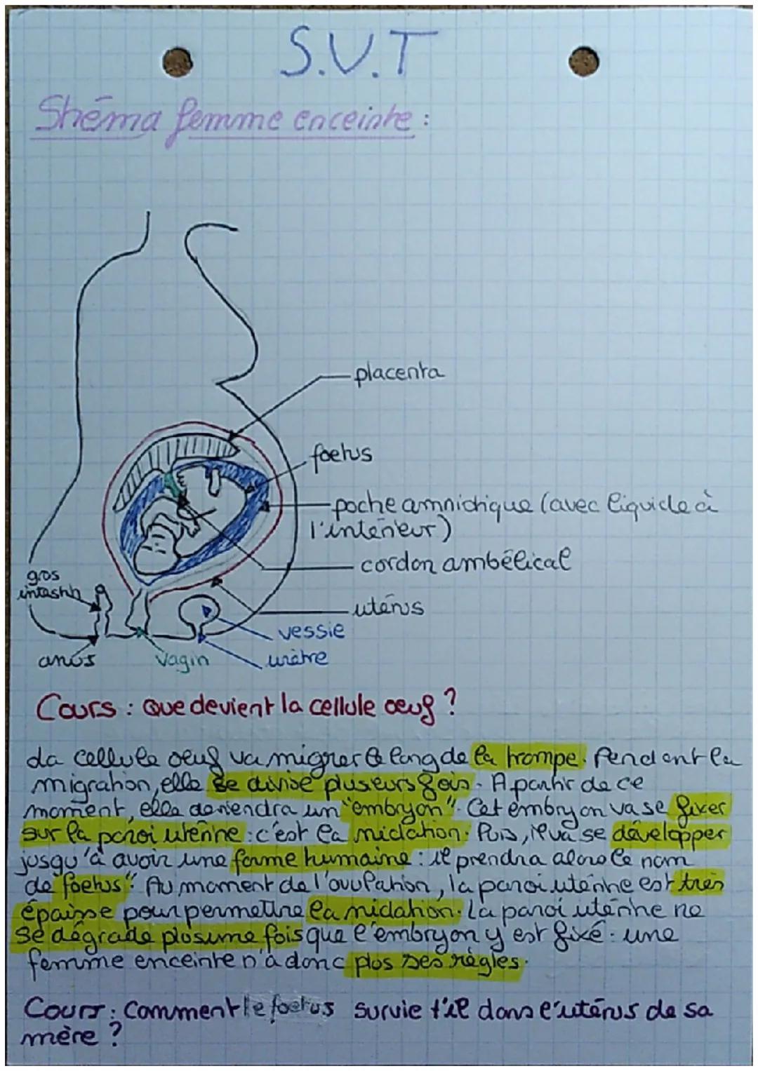 # S.V.T

Shéma femme enceinte:

gos
intashh

anús
Vagin

placenta

foetus

-poche amnichique (avec liquide à
l'inteneur)

cordon ambélical

