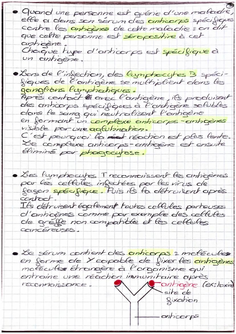 SVT
II- Le monde microbien et la santé
Les micro-organismes sont des êtres-vivants
microscopique.
Il en existe 4 types : bactéries, virus, c