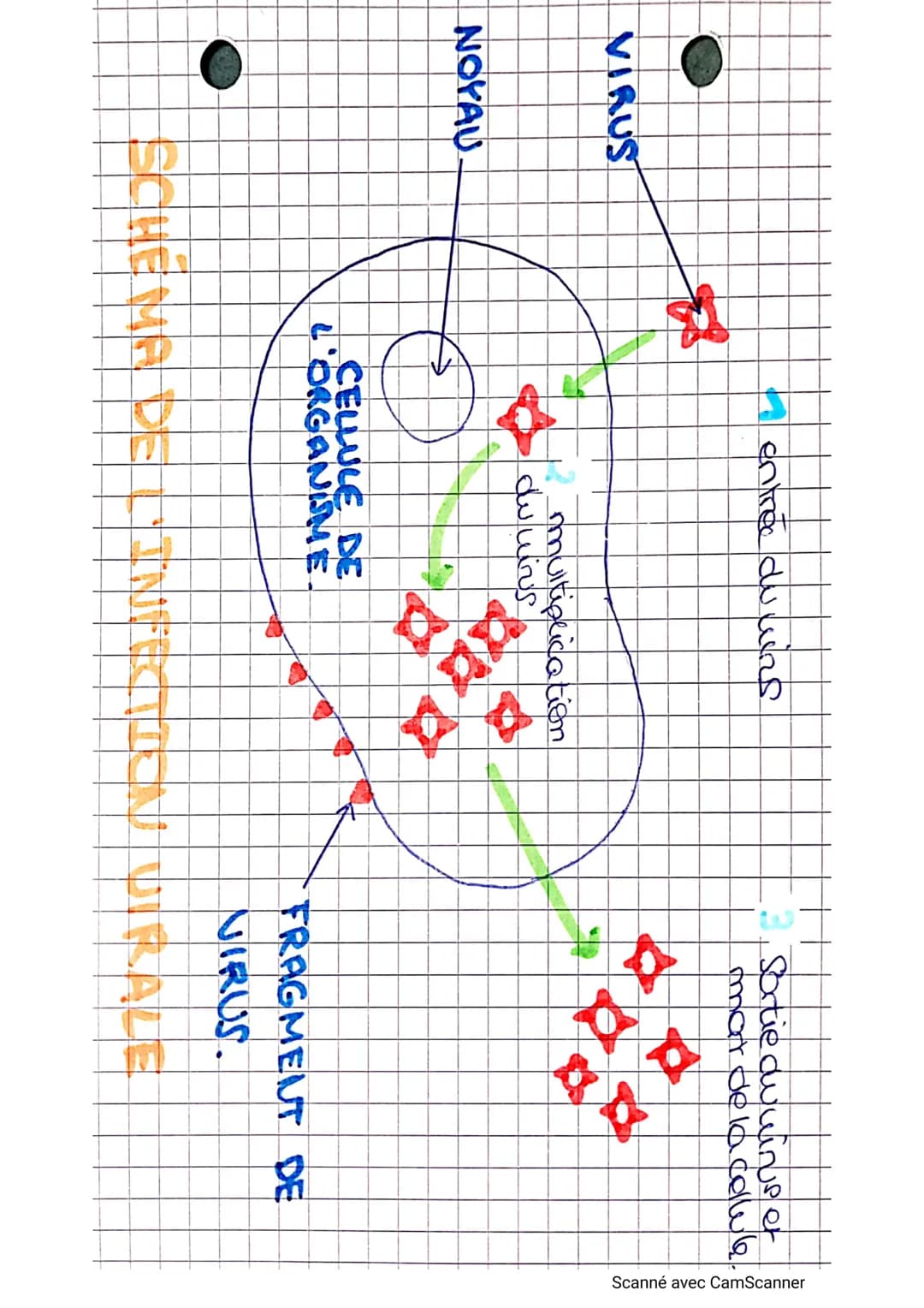 Les micro-creanismes
mnin
clirus
Cellule fans navau
protégée porine
enveloppe
(pathagine)
respcriable de
maladia
micho
bactine
cellule sans 