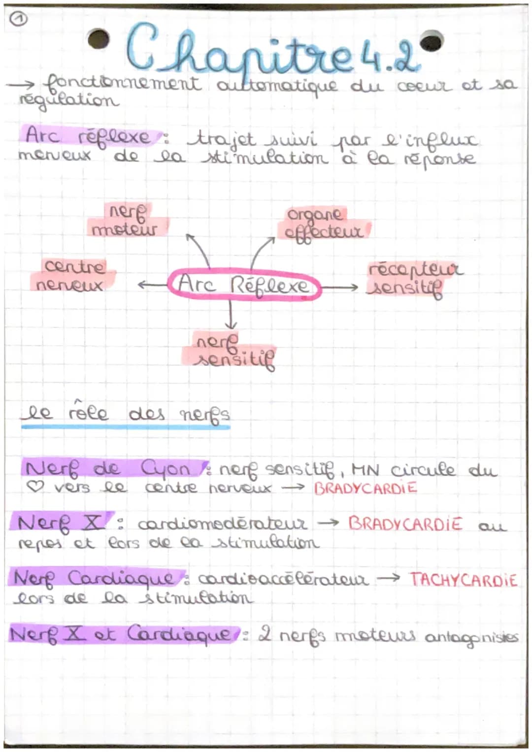 Chapitre 4.2
→ fonctionnement automatique du coeur et sa
régulation
Arc réflexe: trajet suivi par l'influx
merveux de la stimulation à la ré