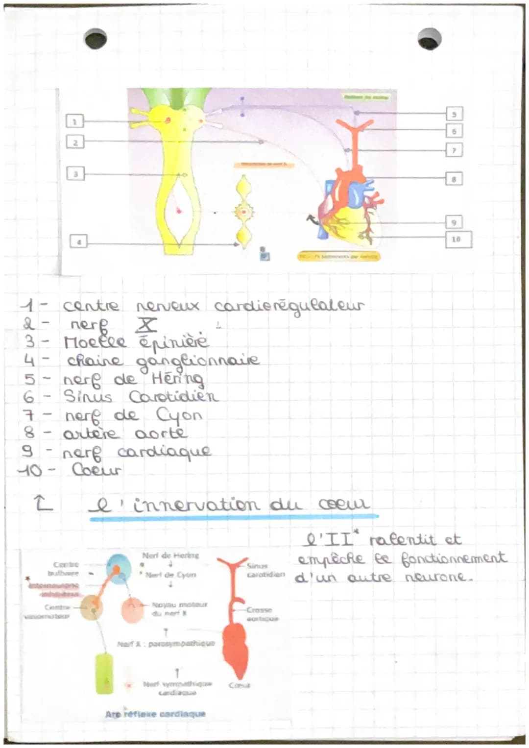 Chapitre 4.2
→ fonctionnement automatique du coeur et sa
régulation
Arc réflexe: trajet suivi par l'influx
merveux de la stimulation à la ré